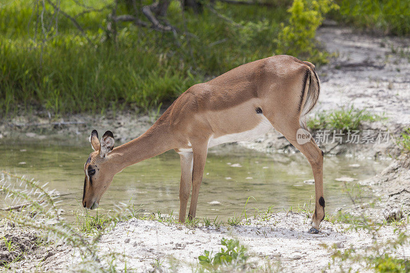 黑斑羚Aepyceros melampus，在水坑;Etosha N.P，纳米比亚，非洲